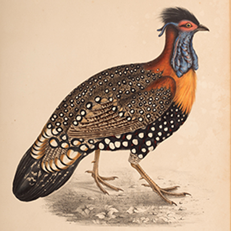 John Gould