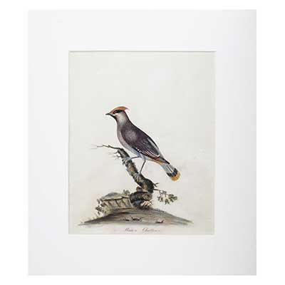 'Waxen Chatterer' Bird Print