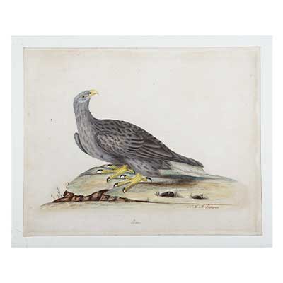 'Erne' Bird Print