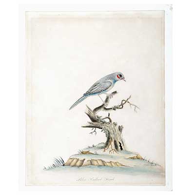 'Blue Bellied Finch' Bird Print