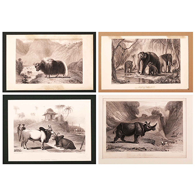 Four Original Engravings Showing Portrait of Animals