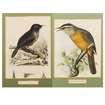 A Pair of Original Hand-colored Engravings of Bird