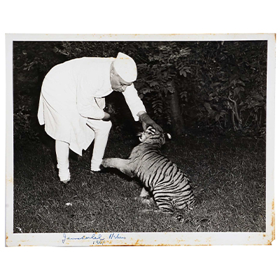 Jawahar Lal Nehru with Tiger: Signed by Nehru