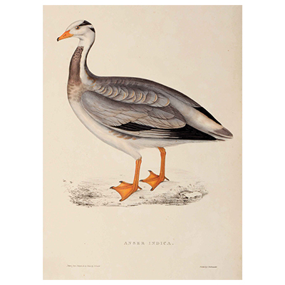 Anser Indica (Bar-Headed Goose)
